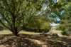 79 Bloom Hill Road, O'Connell, NSW 2795-Image