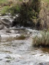 79 Thompson Road, Orange, NSW 2800-Image