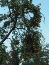 79 Thompson Road, Orange, NSW 2800-Image