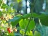 79 Thompson Road, Orange, NSW 2800-Image
