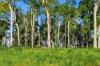 7953 Brockman Highway, Nannup WA 6275-Image