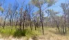 80 and 81, orchid drive, Millmerran Downs, Qld 4357-Image