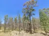 80 and 81, orchid drive, Millmerran Downs, Qld 4357-Image