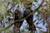 80 and 81, orchid drive, Millmerran Downs, Qld 4357-Image