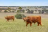80 Devon Road, Barrabool, Vic 3221-Image