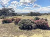 803 Snows Road, Gillimanning, WA 6370-Image