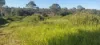 808 Pine Creek Road, Givelda, Qld 4670-Image