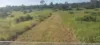 808 Pine Creek Road, Givelda, Qld 4670-Image