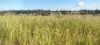 808 Pine Creek Road, Givelda, Qld 4670-Image