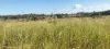 808 Pine Creek Road, Givelda, Qld 4670-Image
