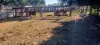 808 Pine Creek Road, Givelda, Qld 4670-Image