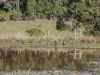 81 Kielys Road, Mooball, NSW 2483-Image