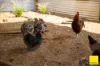 8284 Armidale Road, Dorrigo NSW 2453-Image
