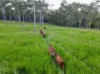 83 Whiteley Road, Coorooman, Qld 4702-Image