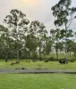 83 Whiteley Road, Coorooman, Qld 4702-Image