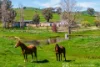 837 Jarvis Creek Road, Jarvis Creek, Vic 3700-Image