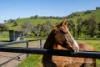 837 Jarvis Creek Road, Jarvis Creek, Vic 3700-Image