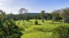 84 Hunchy Road, Palmwoods, Qld 4555-Image