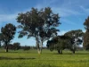 84 West Jindalee Road, Cootamundra, NSW 2590