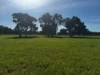 84 West Jindalee Road, Cootamundra, NSW 2590-Image