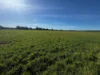 84 West Jindalee Road, Cootamundra, NSW 2590-Image