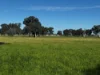 84 West Jindalee Road, Cootamundra, NSW 2590-Image