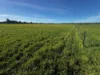 84 West Jindalee Road, Cootamundra, NSW 2590-Image