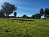 84 West Jindalee Road, Cootamundra, NSW 2590-Image