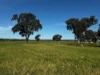 84 West Jindalee Road, Cootamundra, NSW 2590-Image