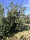 84 Whyte Road, Emu, Vic 3475-Image