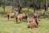 860, Naughtons Gap NSW 2470-Image
