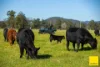 873 Upper, Monkerai NSW 2415-Image