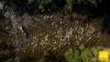 873 Upper, Monkerai NSW 2415-Image