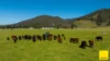 873 Upper, Monkerai NSW 2415-Image