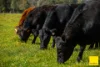 873 Upper, Monkerai NSW 2415-Image