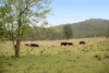 876 Smiths Creek Road, Kundabung NSW 2441-Image