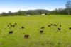 876 Smiths Creek Road, Kundabung NSW 2441-Image