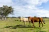 88 Hill Street, Broke, NSW 2330-Image