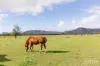 88 Hill Street, Broke, NSW 2330-Image
