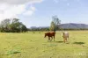 88 Hill Street, Broke, NSW 2330-Image