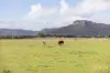 88 Hill Street, Broke, NSW 2330-Image