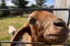 88 Old Wheeo Road, Taylors Flat, NSW 2586-Image