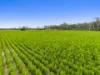 8855 Summerland Way, Leeville NSW 2470-Image