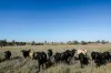 888 Dargal Road, Roma QLD 4455-Image