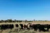 888 Dargal Road, Roma QLD 4455-Image