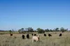 888 Dargal Road, Roma QLD 4455-Image