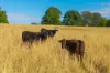896 Pembrooke Rd, Pembrooke, NSW 2446-Image