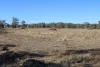 9 ,10, 11 & 217 ROMA TAROOM ROAD, Taroom, Qld 4420-Image