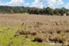 90 Winchester Crescent, Cooks Gap, NSW 2850-Image