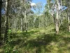 91 Jenny Lind Lane, Tabulam, NSW 2469-Image